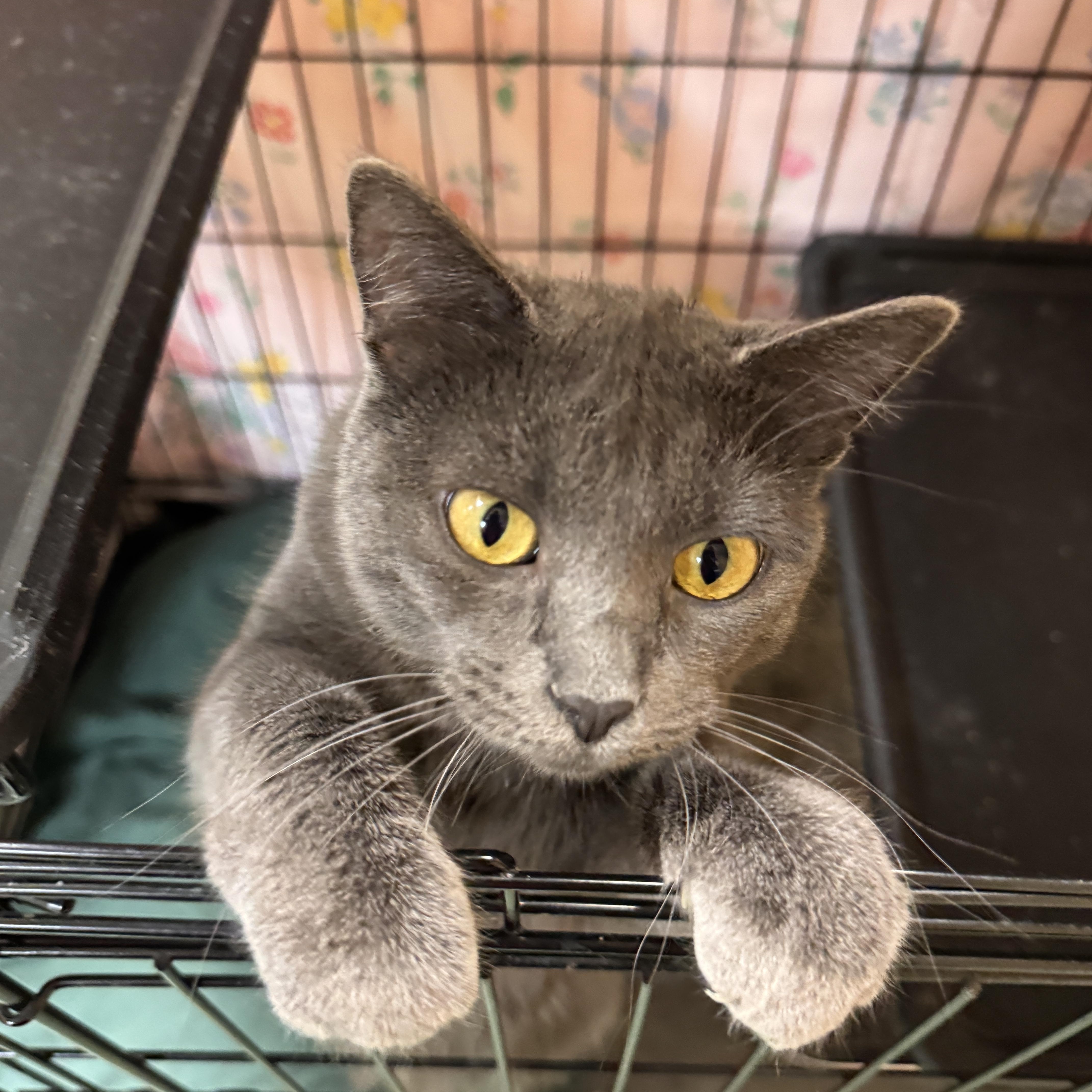 A baby medium-sized female Gray / Blue / Silver Domestic Short Hair cat named Rose Lavelle for adoption in Mokena, IL