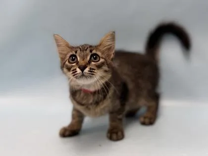 A baby small-sized female Domestic Medium Hair cat named Lunar for adoption in Coon Rapids, MN