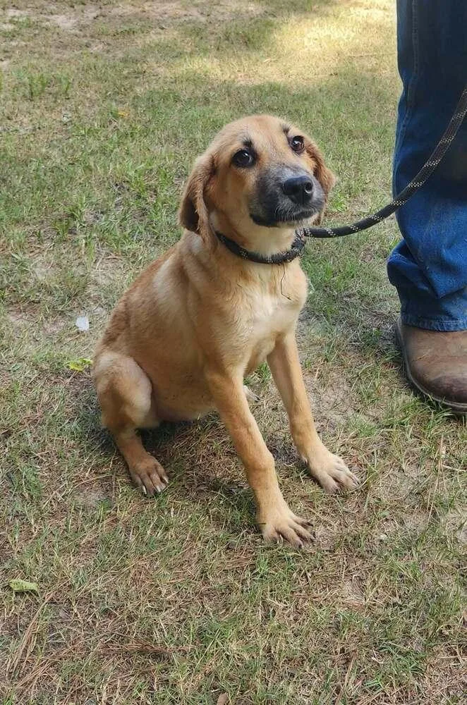 A baby medium-sized female Black Mouth Cur dog named Hannah for adoption in Silsbee, TX