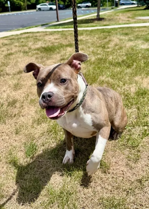 An adult medium-sized female American Staffordshire Terrier dog named Cordelia for adoption in Skillman, NJ