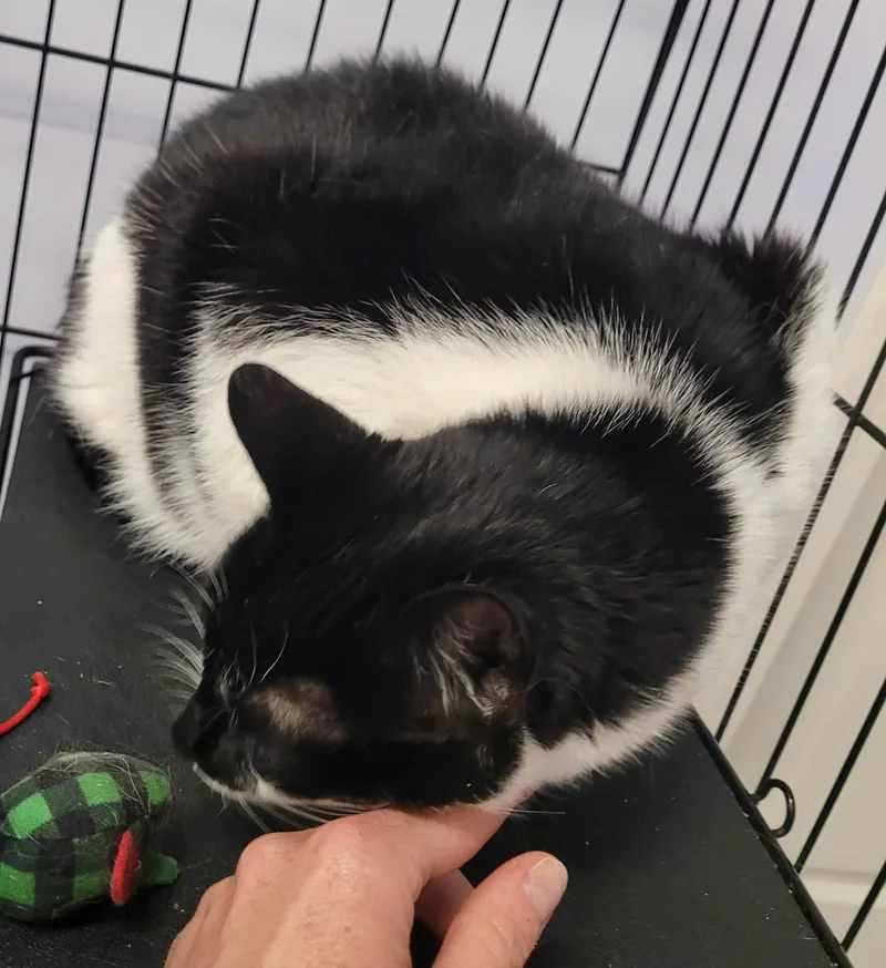 An adult medium-sized female Black & White / Tuxedo Domestic Short Hair cat named Khloe Pretty Girl for adoption in Meriden, CT
