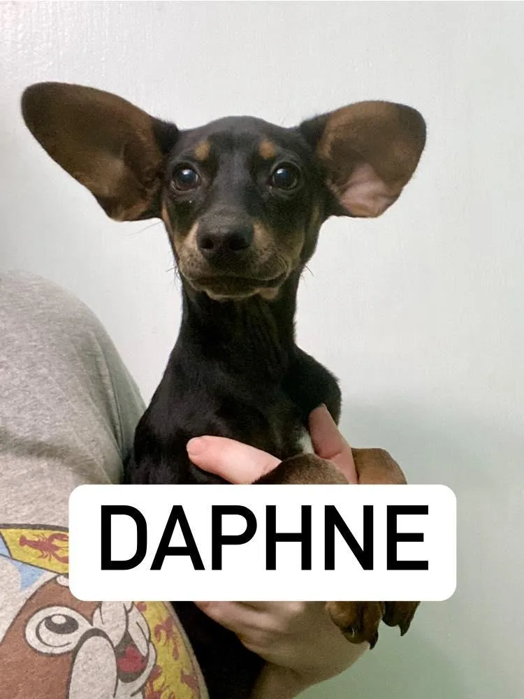 Daphne thumbnail 3
