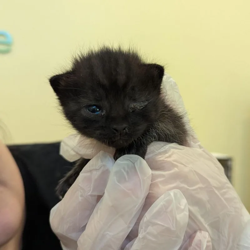 A baby small-sized female White Domestic Short Hair cat named Taxi for adoption in Lynchburg, VA