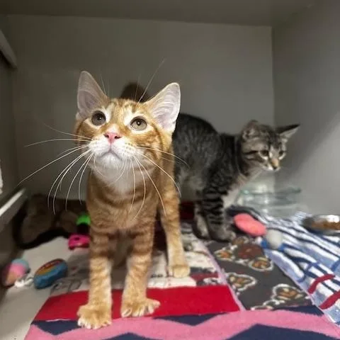 A baby small-sized male Tabby (Orange / Red) Domestic Short Hair cat named Laxus and Gray for adoption in Hutchinson, MN
