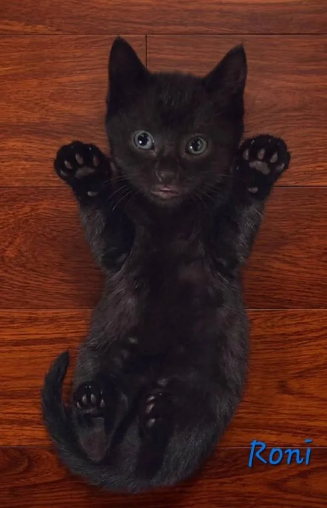 A baby medium-sized male Domestic Short Hair cat named Roni for adoption in Miami, OK