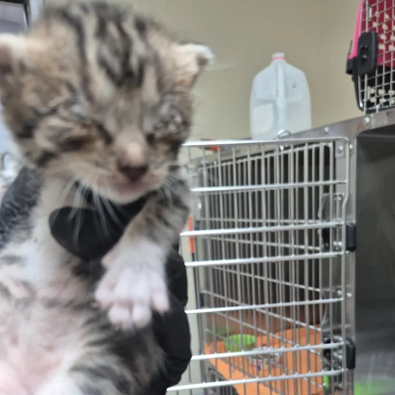 A baby small-sized male Brown / Chocolate Domestic Short Hair cat named Rio for adoption in Columbus, GA