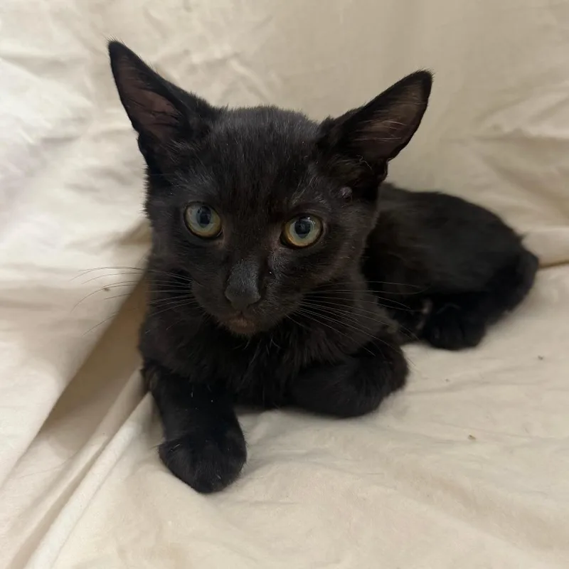 A baby small-sized male Black Domestic Short Hair cat named Pound for adoption in Brea, CA