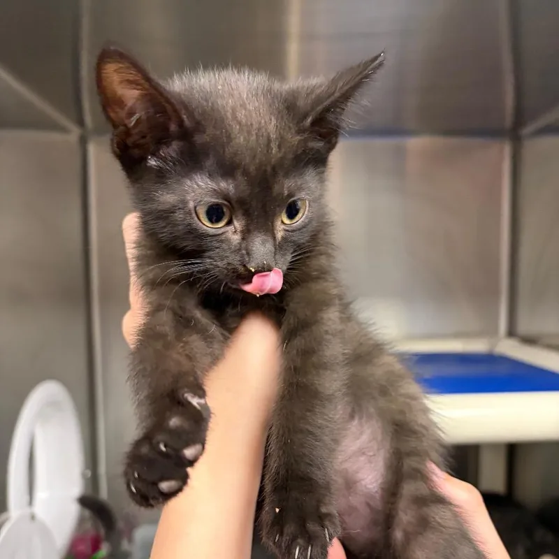 A baby small-sized male Black Domestic Short Hair cat named Rice for adoption in Mentor, OH