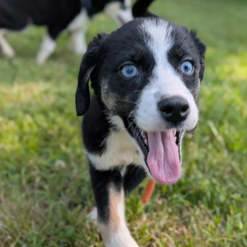 A baby medium-sized female Black Mixed Breed dog named Peach for adoption in Spring hill, TN