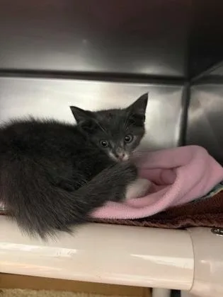 A baby small-sized male Domestic Short Hair cat named Jim for adoption in Madison, NJ