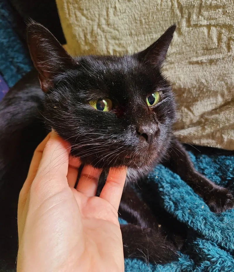 An adult medium-sized female Black Domestic Short Hair cat named Nova for adoption in Ellijay, GA