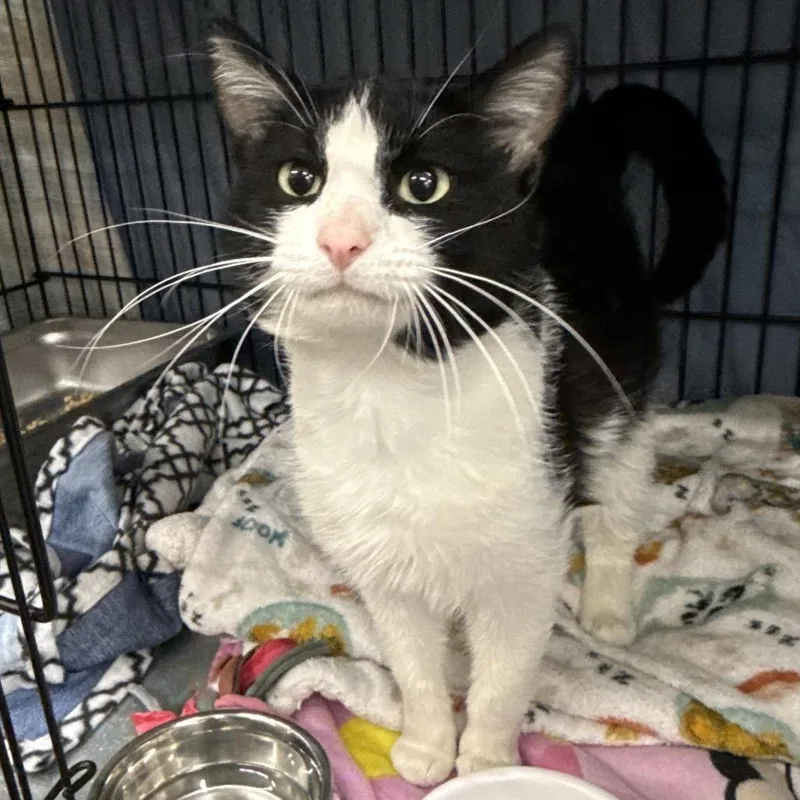 An adult medium-sized male Black Domestic Short Hair cat named Henry for adoption in Bismarck, ND