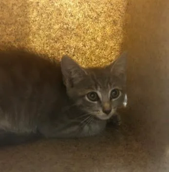 A baby small-sized female Domestic Short Hair cat named Velma for adoption in Washington, DC
