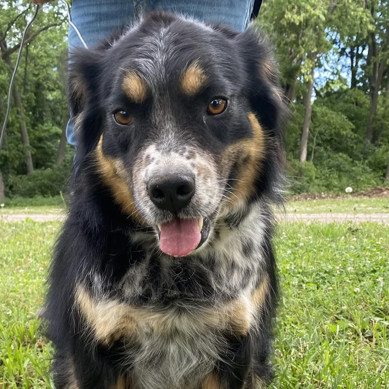 An adult medium-sized female Tricolor (Brown, Black, & White) Australian Cattle Dog / Blue Heeler dog named Honey Bee for adoption in Louisburg, KS