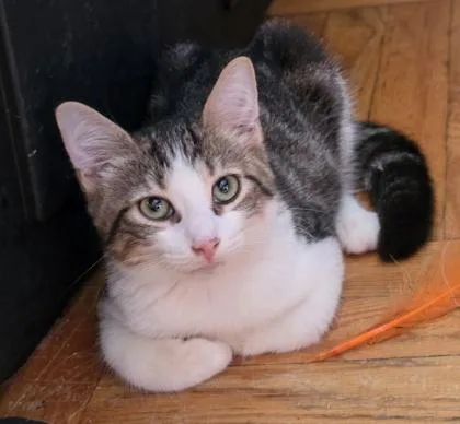 A baby small-sized male Tabby (Brown / Chocolate) Domestic Short Hair cat named Ballad for adoption in New York, NY