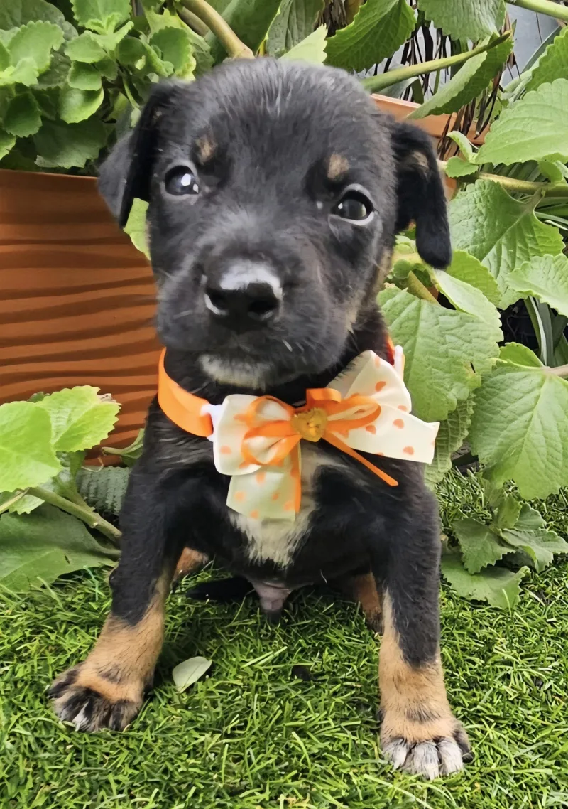 Yoda "the Hug & thumbnail 2