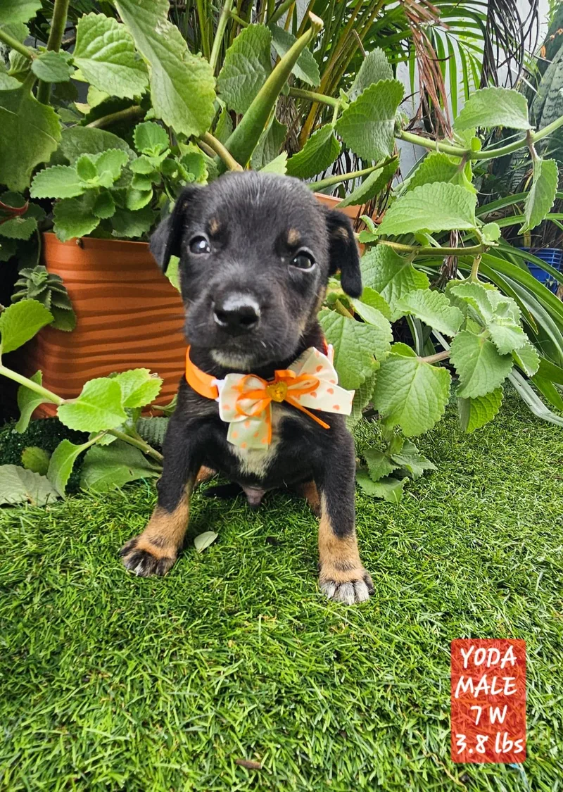 Yoda "the Hug & thumbnail 3