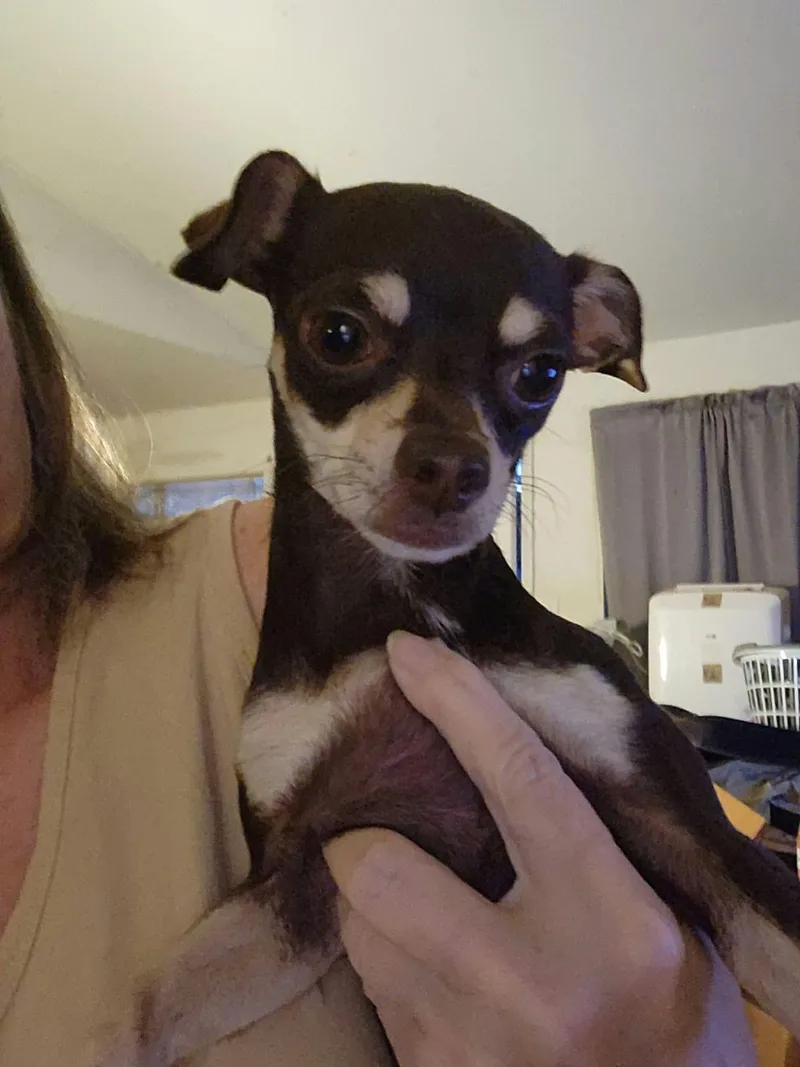 A young small-sized female Brown / Chocolate Chihuahua dog named Cookie for adoption in Houston, TX