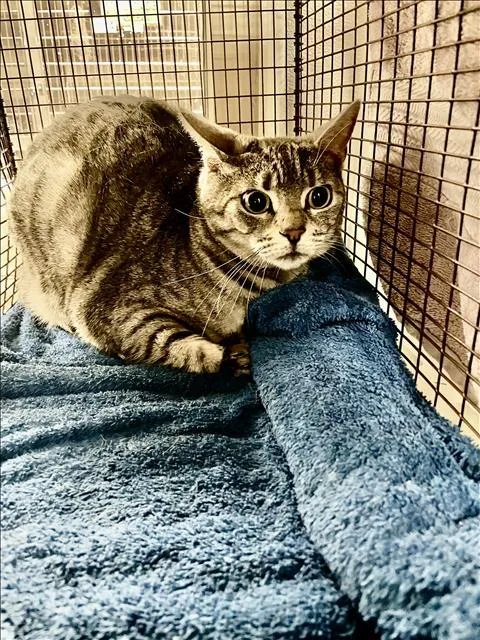 An adult medium-sized female Domestic Short Hair cat named Totoro for adoption in Van Nuys, CA