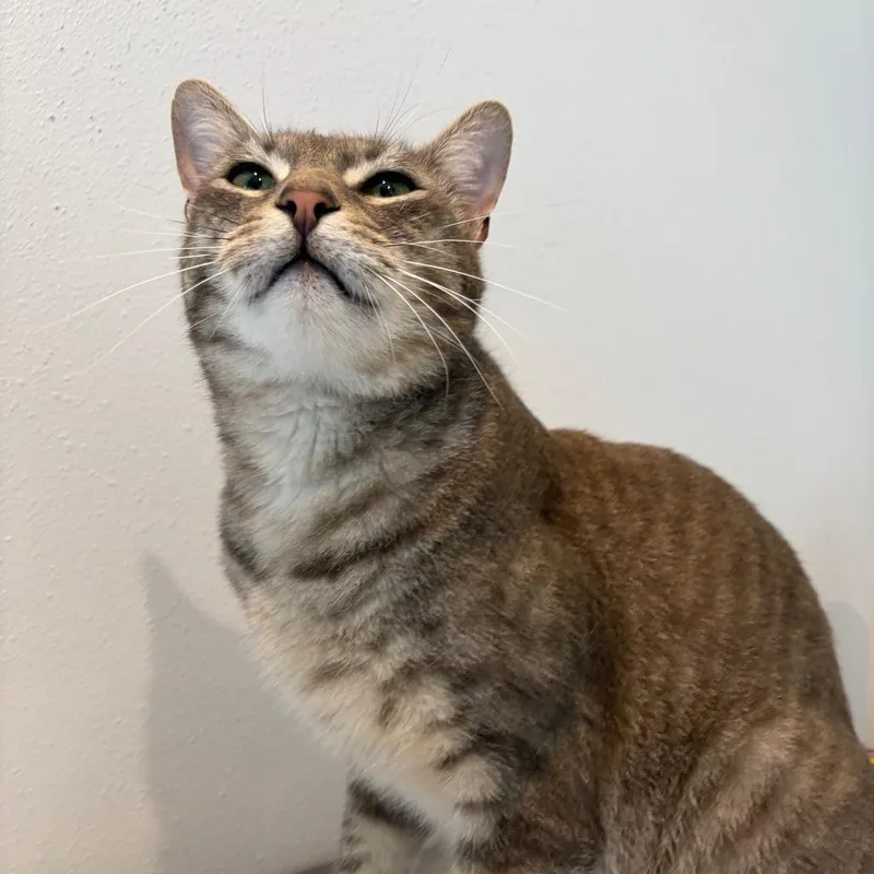 An adult large-sized male Gray / Blue / Silver Domestic Short Hair cat named Maximus for adoption in Port Angeles, WA
