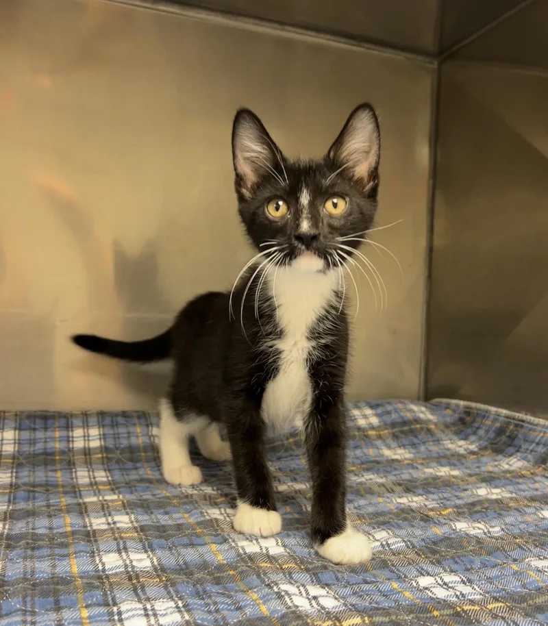 A baby medium-sized male Black Domestic Short Hair cat named Funnel Cake for adoption in Montville, NJ