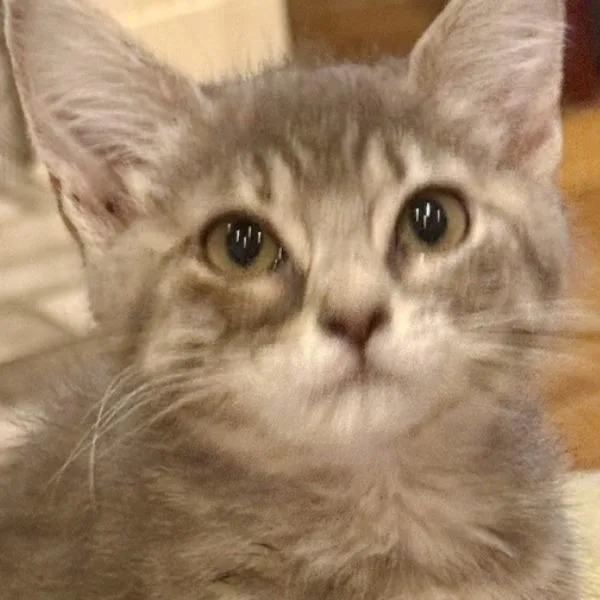 A baby small-sized female Brown / Chocolate Domestic Short Hair cat named Jillian for adoption in Concord, NH