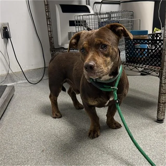 A young small-sized male Dachshund dog named Sid for adoption in Lincolnton, NC