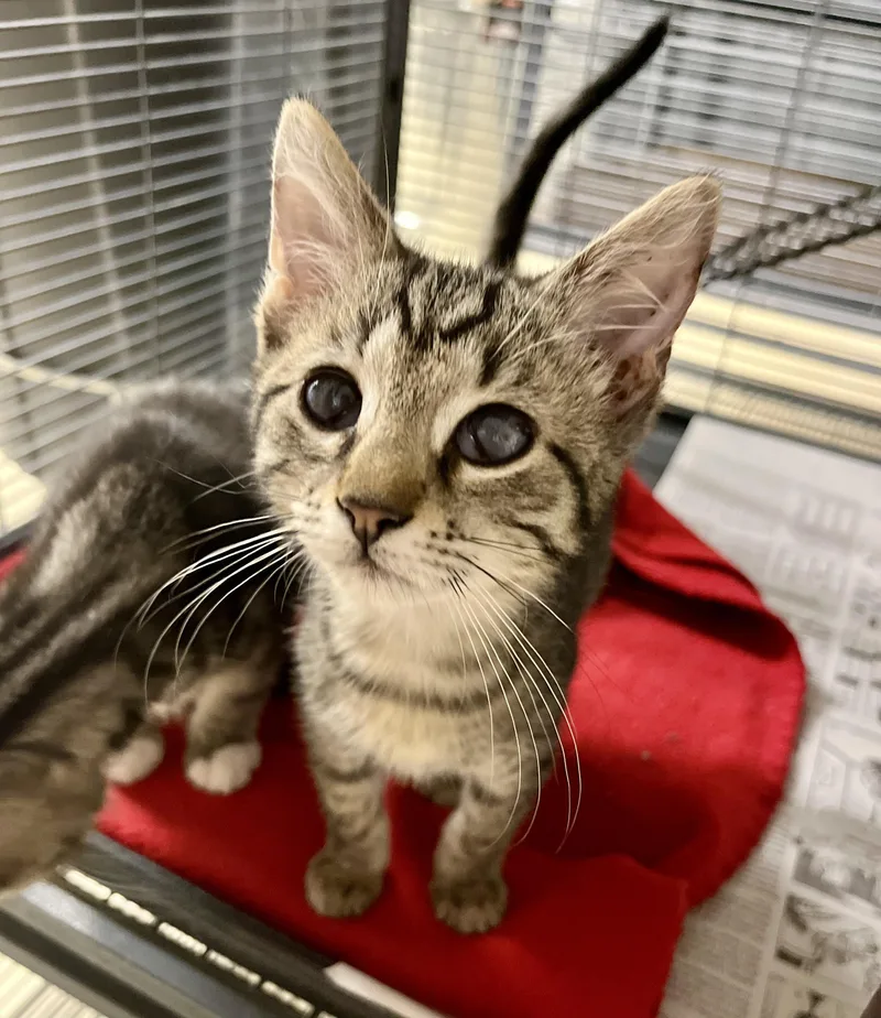 A baby medium-sized male Tabby (Brown / Chocolate) Domestic Short Hair cat named Beany for adoption in Seville, OH