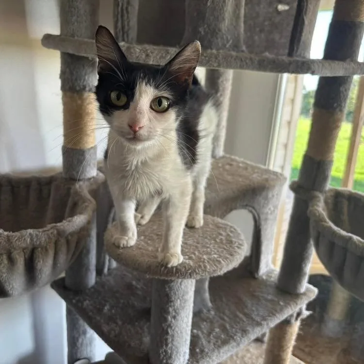 A young small-sized female White Domestic Short Hair cat named Mama Mia for adoption in Long Island City, NY