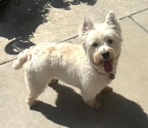 An adult small-sized female White / Cream West Highland White Terrier / Westie dog named Sylvie for adoption in Huntington Beach, CA