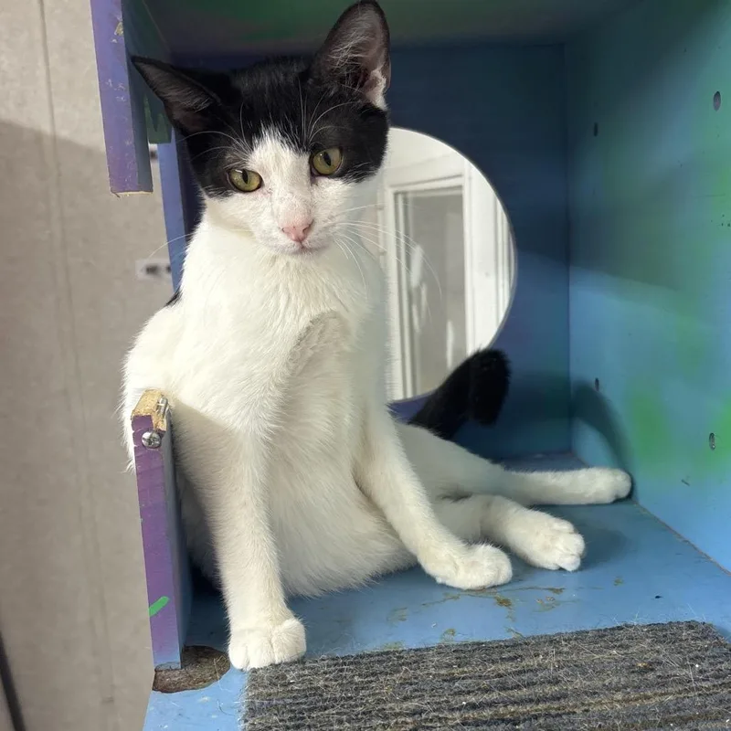 A baby small-sized male Black Domestic Short Hair cat named Petty for adoption in Hinesville, GA