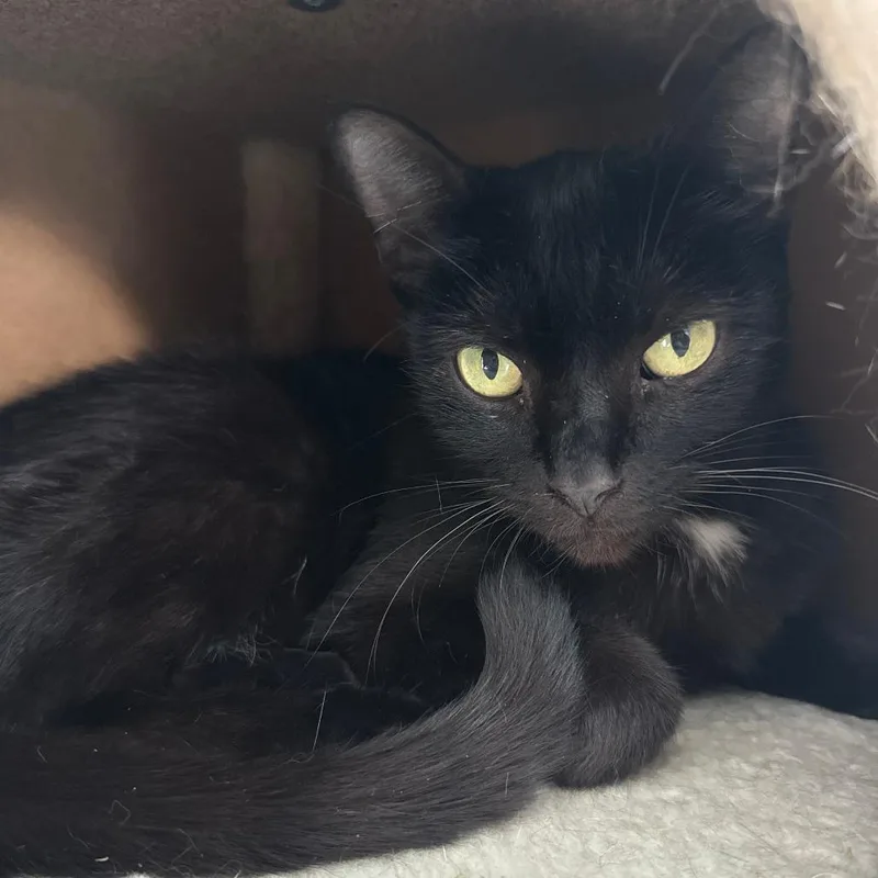 An adult small-sized male Black Domestic Short Hair cat named Jax for adoption in Casa Grande, AZ