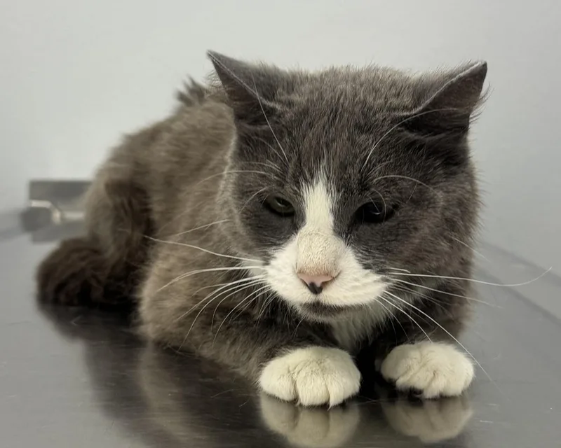 An adult medium-sized female Gray & White Domestic Short Hair cat named Eleanor for adoption in Pella, IA