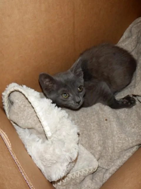 A baby small-sized female Domestic Short Hair cat named Brienne for adoption in San Jose, CA