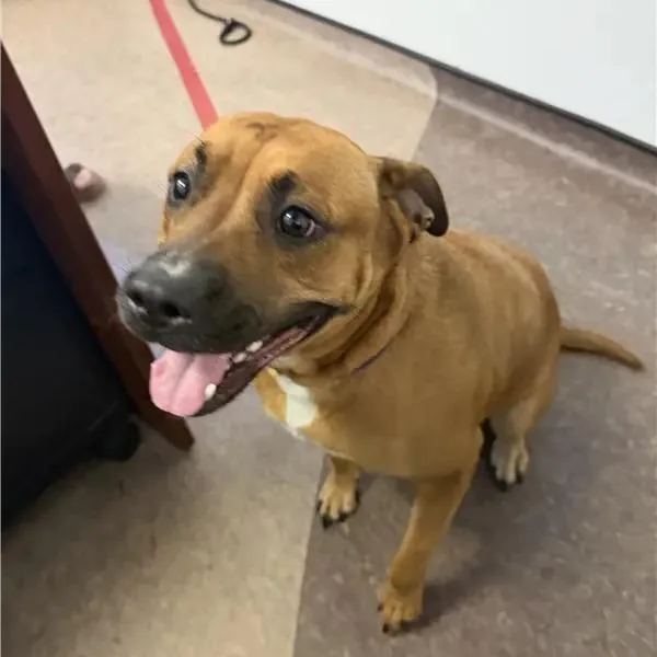 An adult medium-sized female Boxer dog named Bertha for adoption in Saint Louis, MO