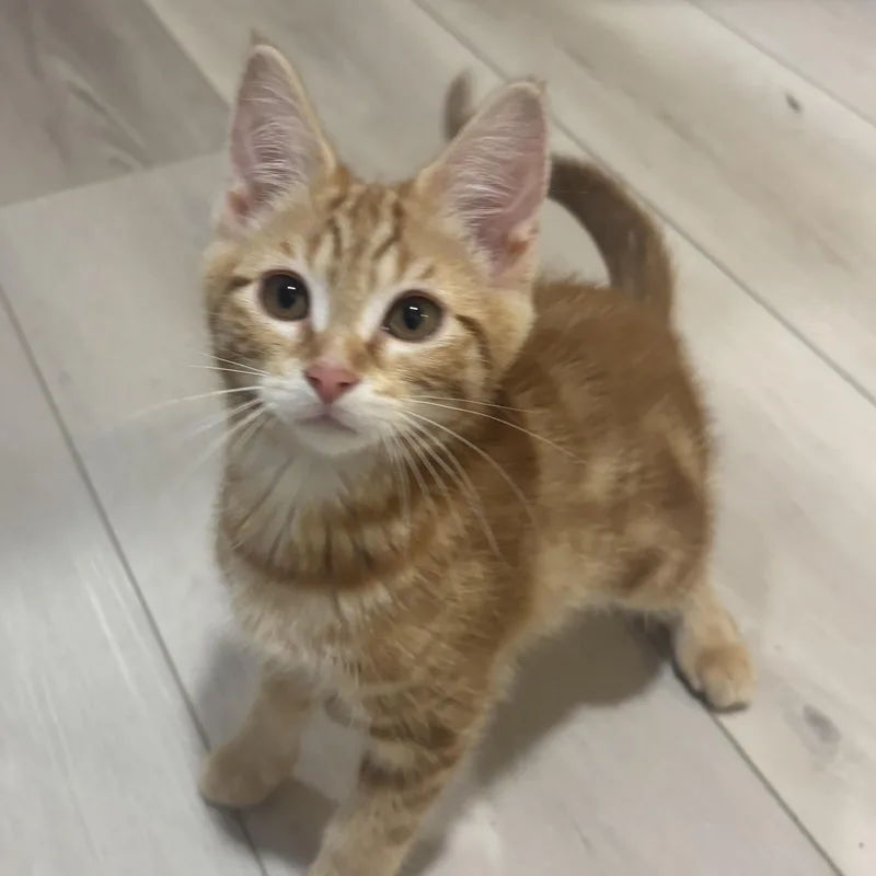 A baby medium-sized female Tabby (Orange / Red) Domestic Short Hair cat named Dizzy for adoption in Renton , WA