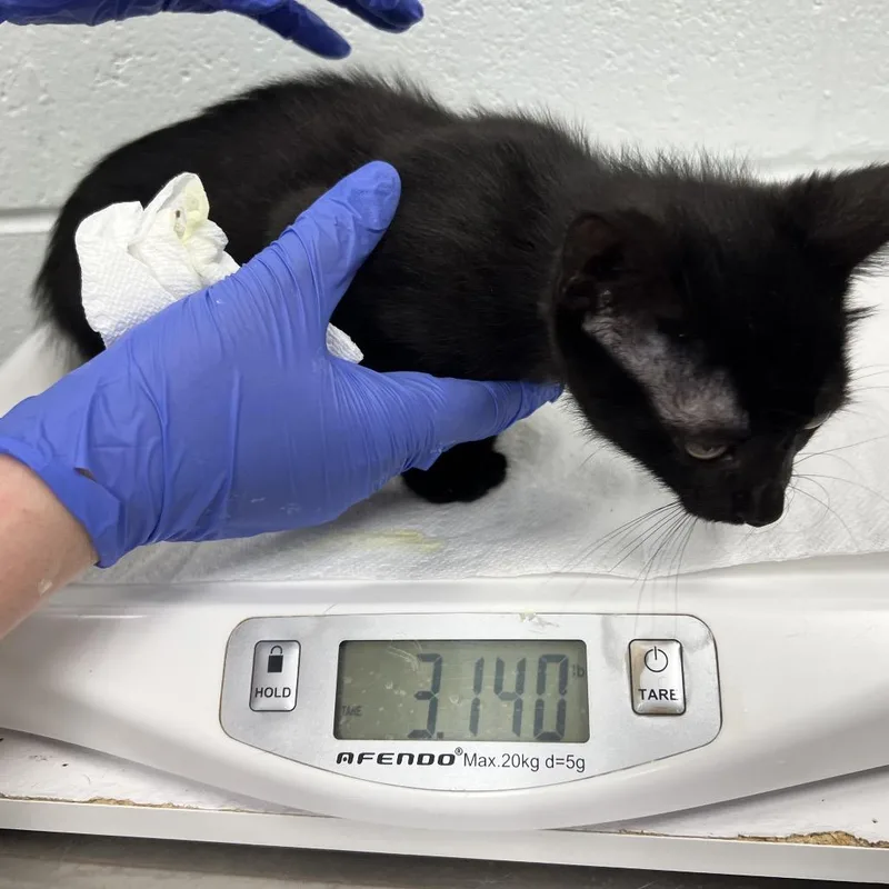 A baby small-sized female Black Domestic Short Hair cat named Dollar for adoption in Chattanooga, TN