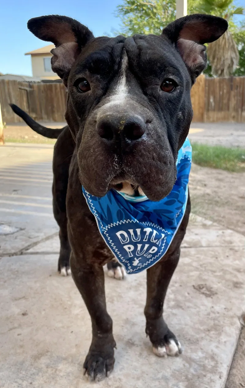 A young large-sized female Shar-Pei dog named Aquamarine for adoption in El Centro, CA
