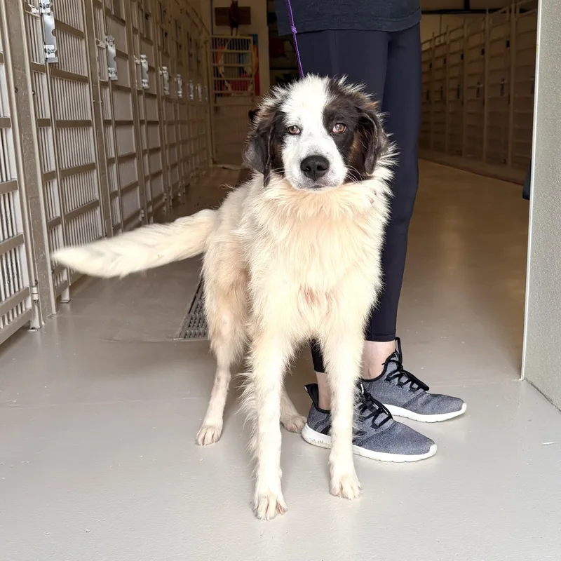 An adult large-sized female Great Pyrenees dog named Grace for adoption in Chicago, IL