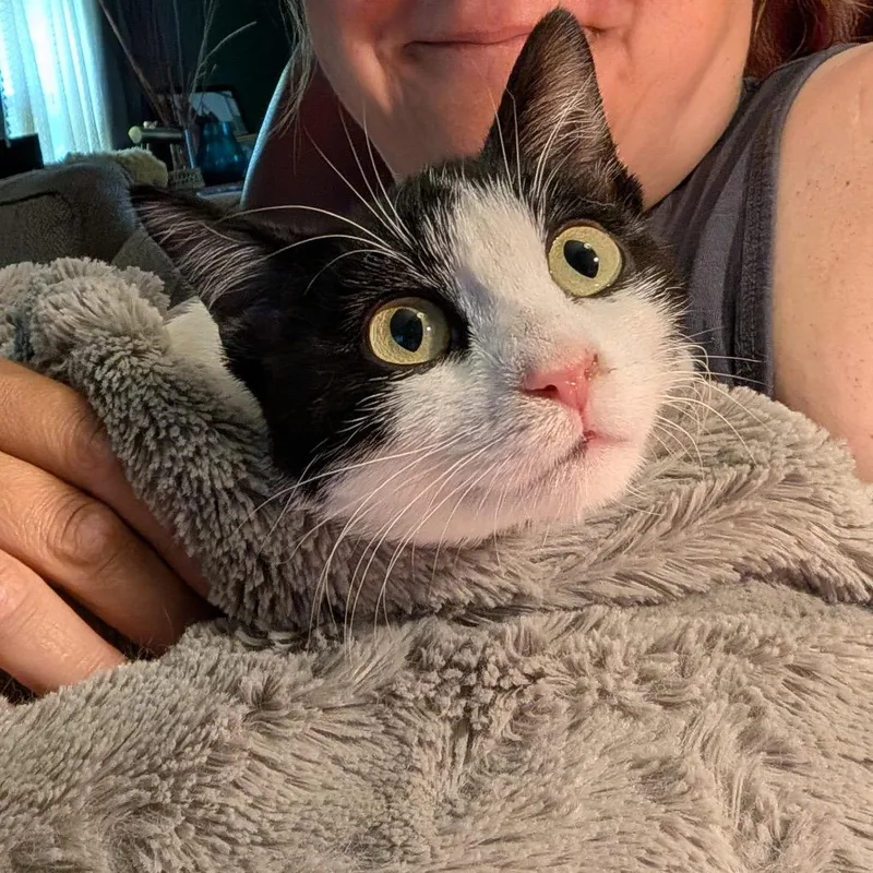 A young small-sized female White Domestic Short Hair cat named Sunny for adoption in Rochester, MN