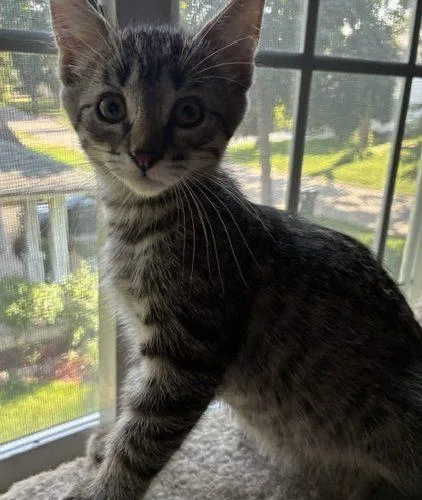 A baby small-sized male Tabby (Brown / Chocolate) Domestic Short Hair cat named Lewis for adoption in Kenosha, WI