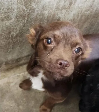 A baby small-sized female Chihuahua dog named Ruby for adoption in San Martin, CA