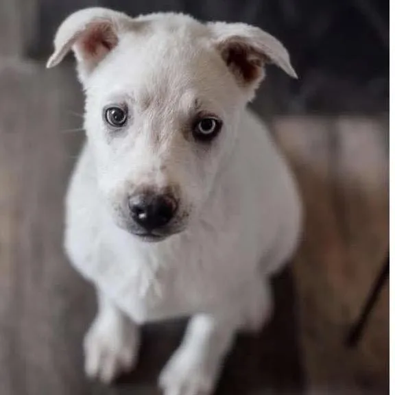 A baby large-sized female White / Cream Shepherd dog named Nary for adoption in Nampa, ID