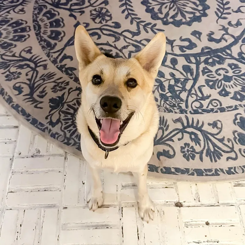 A young medium-sized male White / Cream Shepherd dog named Duke for adoption in Houston, TX