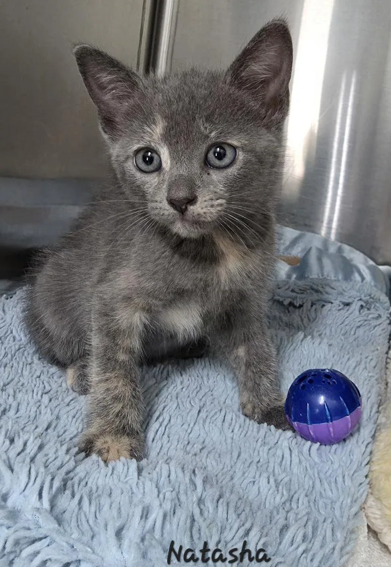 A young medium-sized female Domestic Short Hair cat named Natasha for adoption in Key Largo, FL