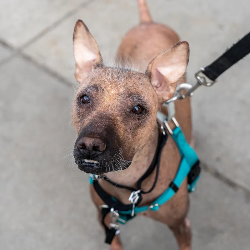 A senior medium-sized male Yellow / Tan / Blond / Fawn Xoloitzcuintli / Mexican Hairless dog named Chucho for adoption in New York, NY