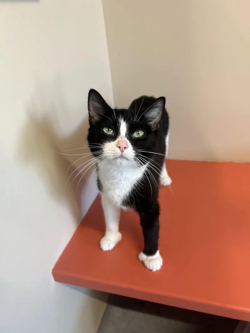 An adult medium-sized female Black & White / Tuxedo Domestic Short Hair cat named Rya for adoption in Arlington, VT