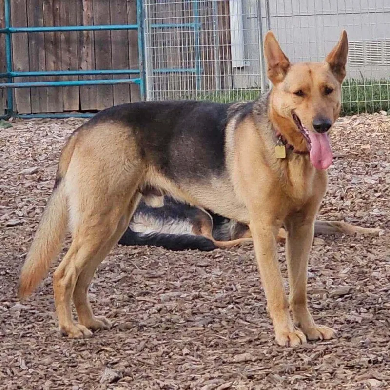 A young large-sized male German Shepherd Dog dog named Boone for adoption in Fulton, CA