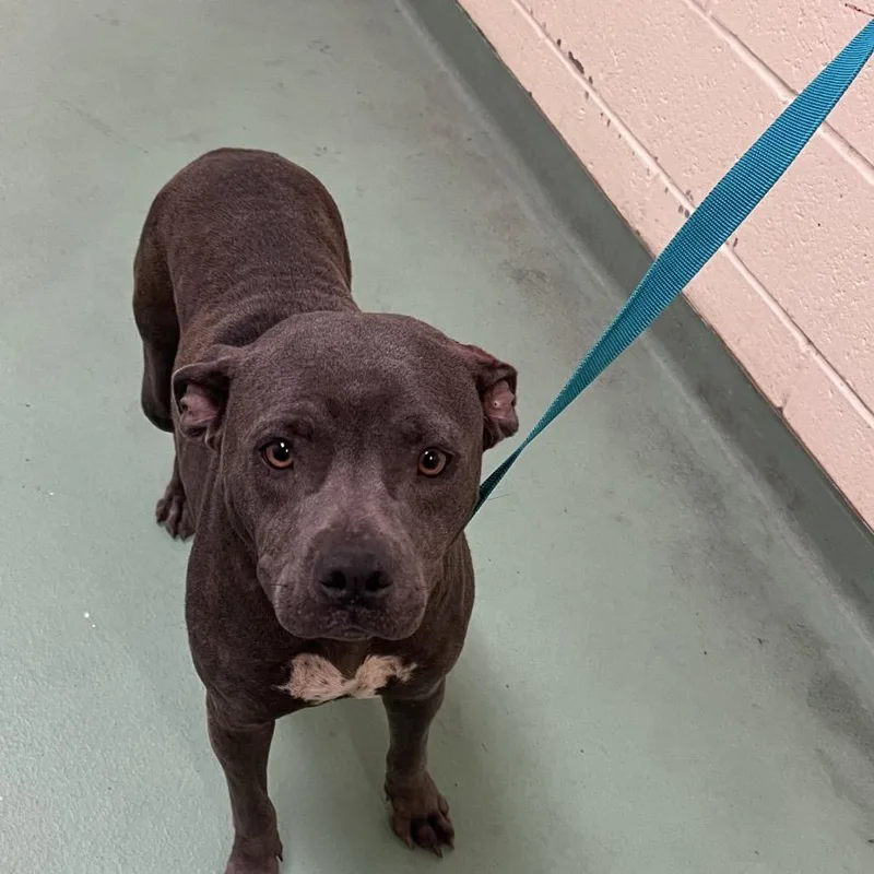An adult medium-sized female Gray / Blue / Silver Mixed Breed dog named Chicha for adoption in Memphis, TN
