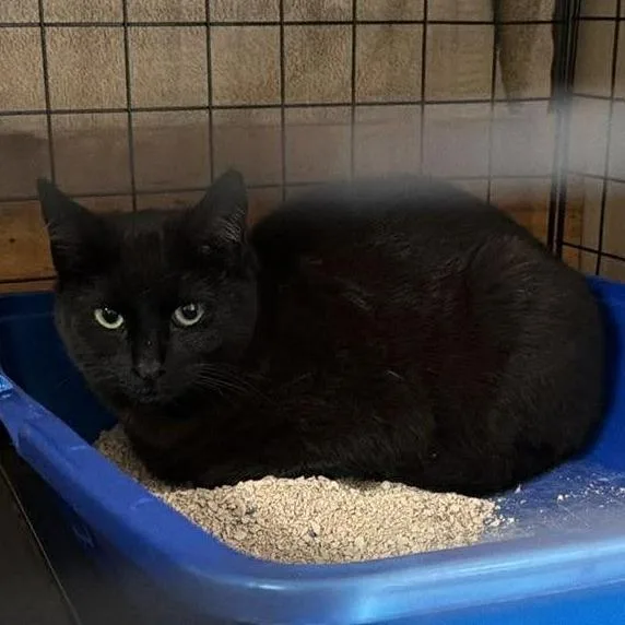 A baby small-sized female Black Domestic Short Hair cat named Harley for adoption in Layton, UT